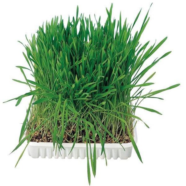 Trixie Cat Grass