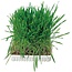 Trixie Cat Grass