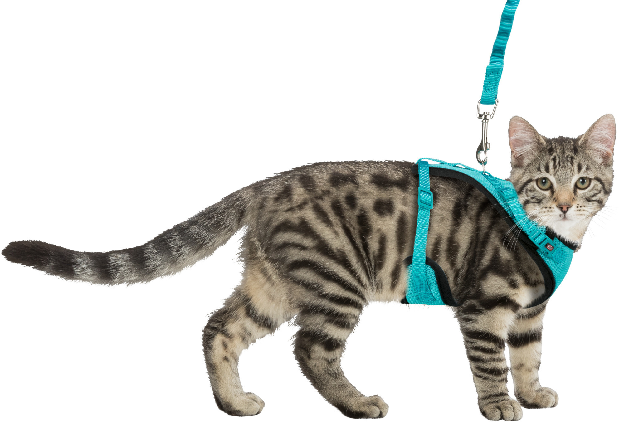 Cheap cat harness 2025