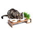 CanadianCat Company Cat Dinner Food Bar Brown