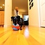 Chuckit Indoor Ball