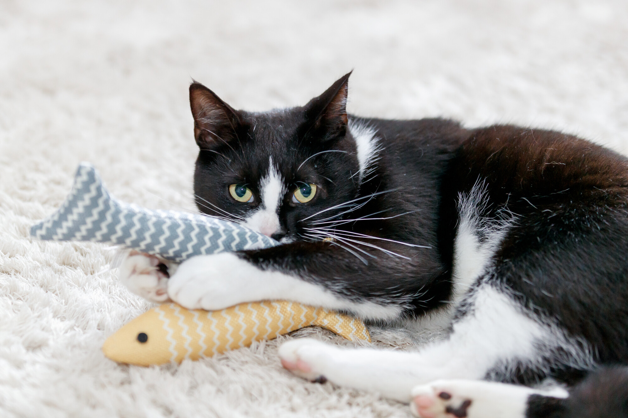 What toy do cats like the most?