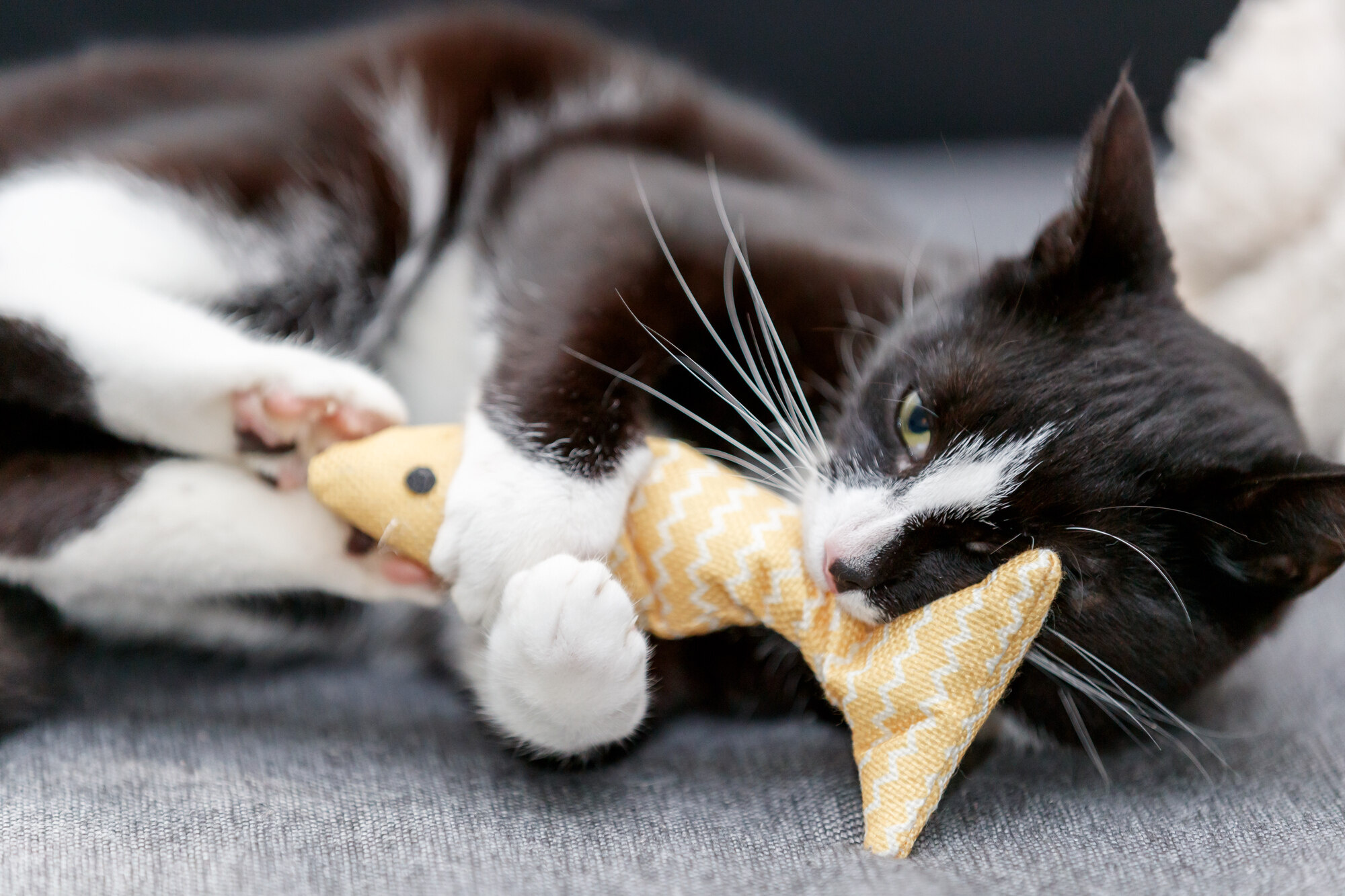 What is a cat's favorite toy to play with?