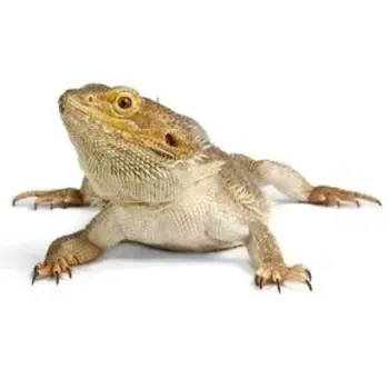 Reptile