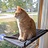 Cat Window Hammock