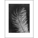 Pernille Folcarelli Feather white print