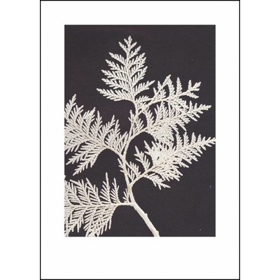 Pernille Folcarelli Pernille Folcarelli Thuja white print Pernille Folcarelli Pernille Folcarelli Thuja white print