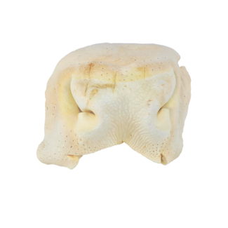 DOGODOG Nez de bœuf soufflé blanc, allégé, 2 pièces