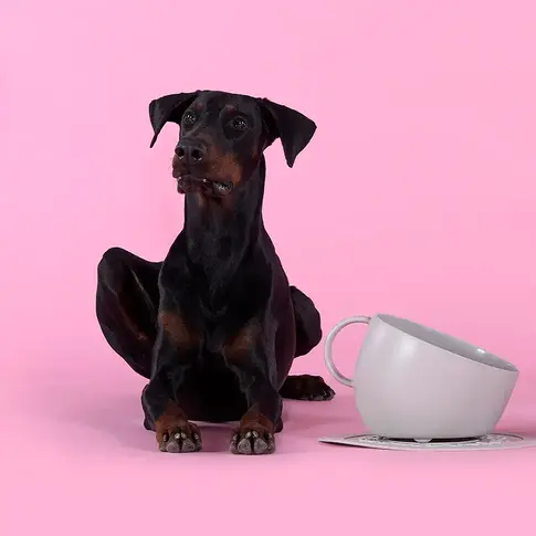 United Pets Umweltfreundliche, hohe Schüssel mit Spritzwasserschutz für Futter und Wasser