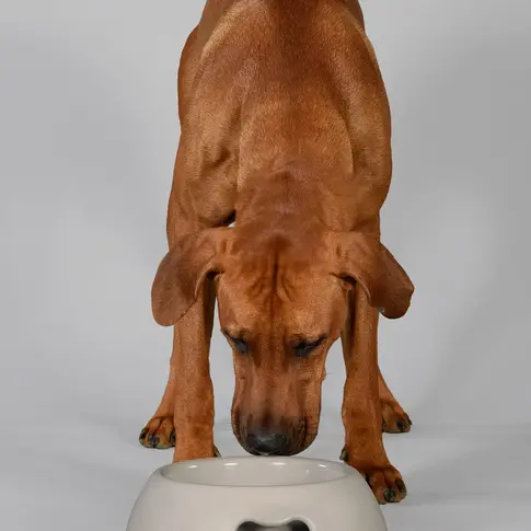 United Pets Unverwüstlicher umweltfreundlicher Napf für Hunde