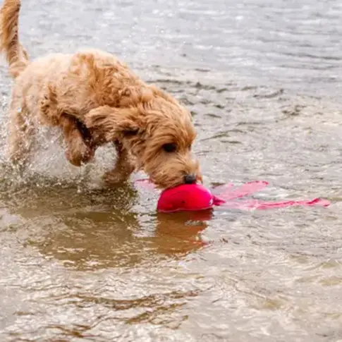 Dog Comets Alien Octo