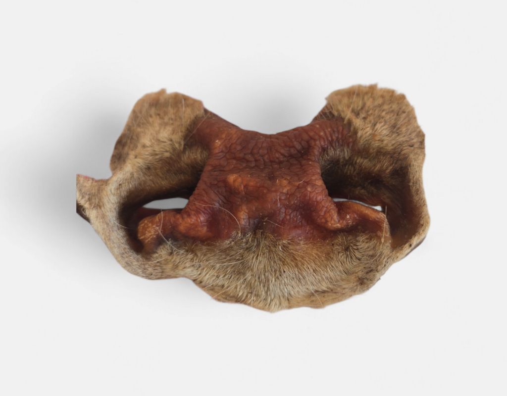 Rindernase mit Haut und Fell / Stk.