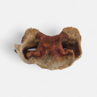 Dogodog Rindernase mit Haut und Fell / Stk.