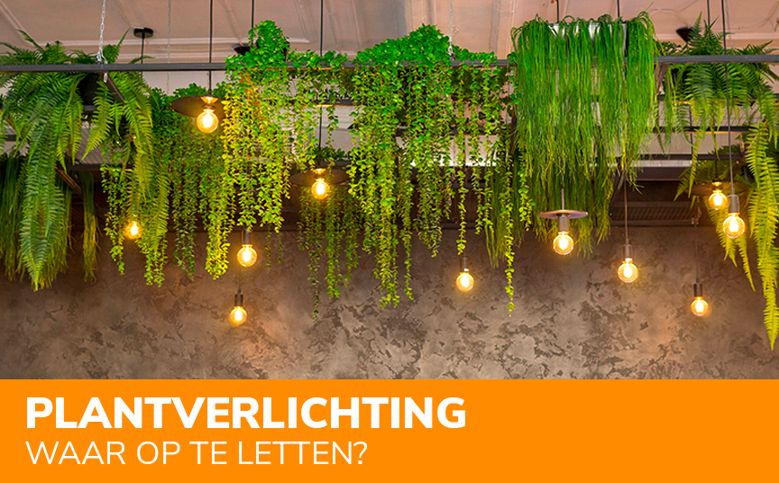 Op welke dingen let je als je plantverlichting koopt?