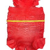 Hele alligator rood