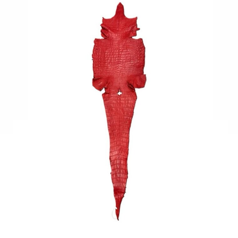 Hele alligator rood