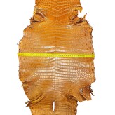 Hele alligator lichtbruin