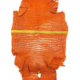 Hele alligator oranje