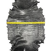 Hele alligator zwart