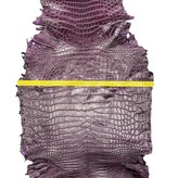 Hele alligator paars