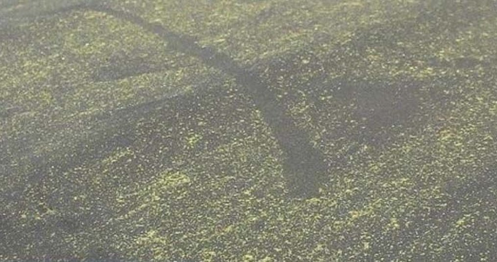 Remove green deposit convertible top? – 7 tips!