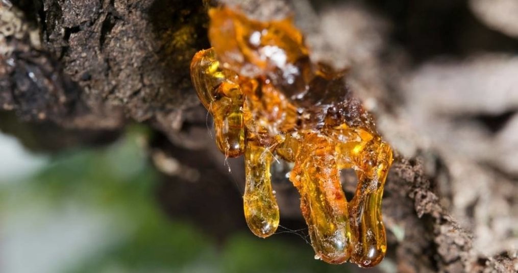 Removing resin from tent: useful tips!