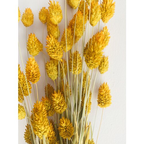 Uma Cantik Phalaris - Gele Gedroogde Bloemen