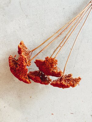 Uma Cantik Achillea Parker Orange - Gedroogde Bloemen