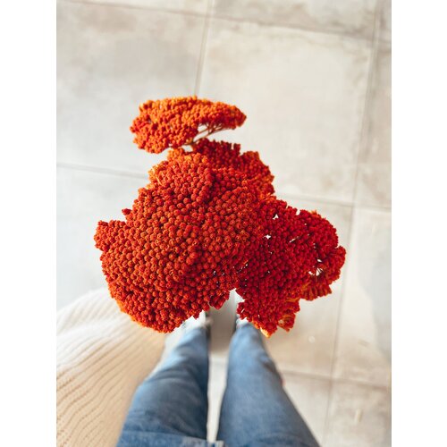 Uma Cantik Achillea Parker Orange - Gedroogde Bloemen