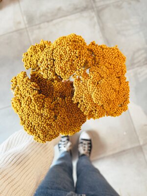 Uma Cantik Achillea Parker Yellow - Gedroogde Bloemen