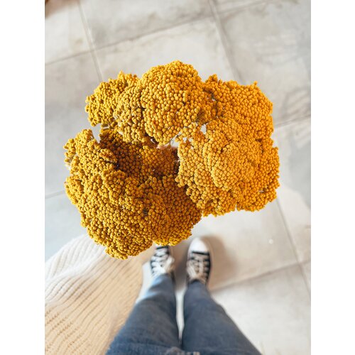 Uma Cantik Achillea Parker Yellow - Gedroogde Bloemen