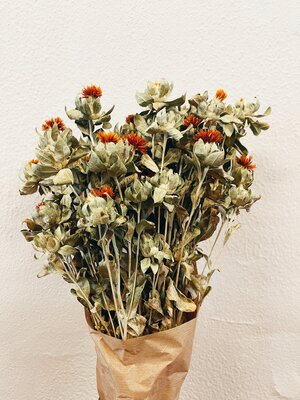 Uma Cantik Gedroogde Bloemen: Carthamus