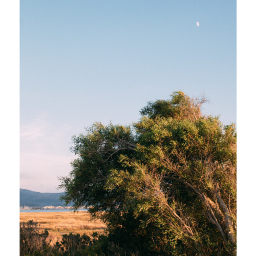 āsmi Ayurveda Parfum olie - WIND