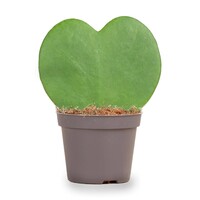 Kleine Hartplant - Hoya Kerrii