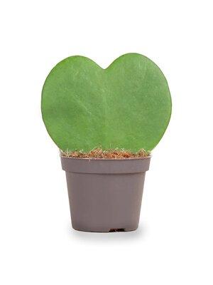 Trendhero Kleine Hartplant - Hoya Kerrii