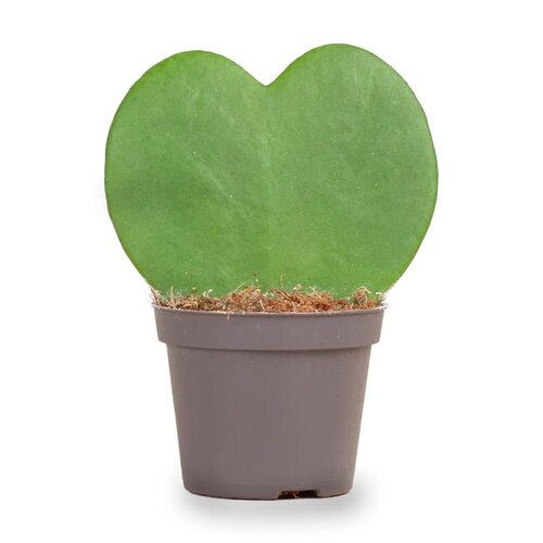 Trendhero Kleine Hartplant - Hoya Kerrii