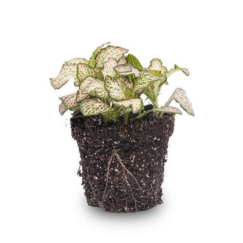 Trendhero Fittonia - Pink Tiger - Mozaïekplant