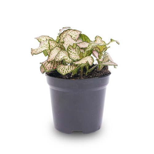 Trendhero Fittonia - Pink Tiger - Mozaïekplant