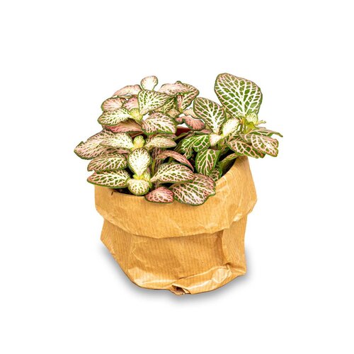 Trendhero Fittonia - Pink Tiger - Mozaïekplant