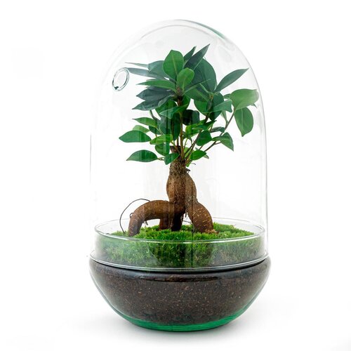 Trendhero Terrarium DIY Kit - XL Bonsai