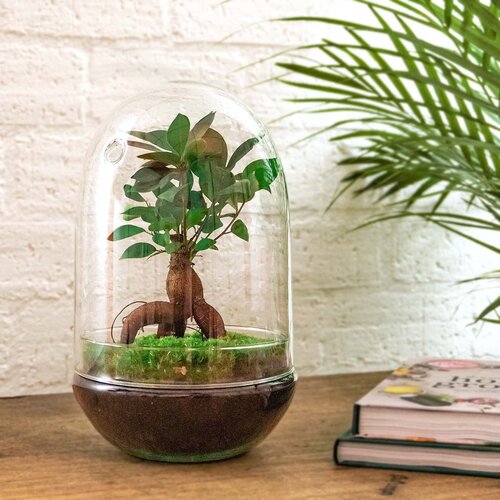 Trendhero Terrarium DIY Kit - XL Bonsai