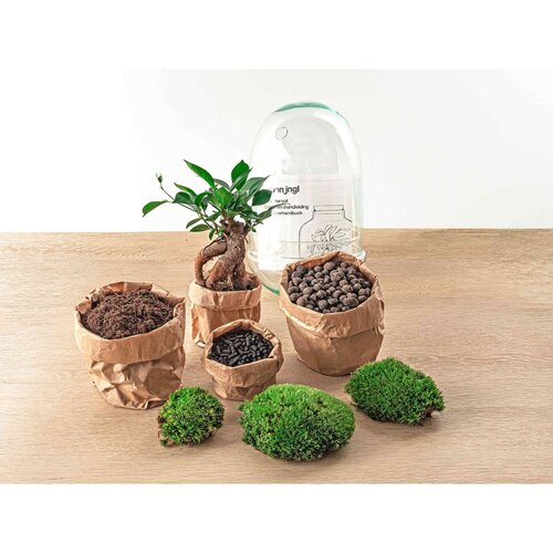 Trendhero Terrarium DIY Kit - XL Bonsai