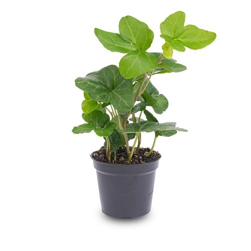 Trendhero Hedera-helix - Ø 7 cm