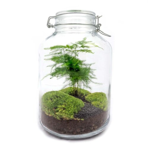 Trendhero DIY Terrarium Kit - Asperges - Flessentuin