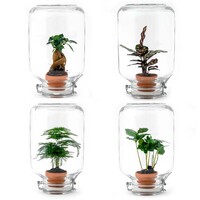 Terrarium DIY Kit - Ficus Ginseng Bonsai