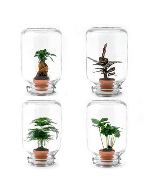 Trendhero Terrarium DIY Kit - Ficus Ginseng Bonsai