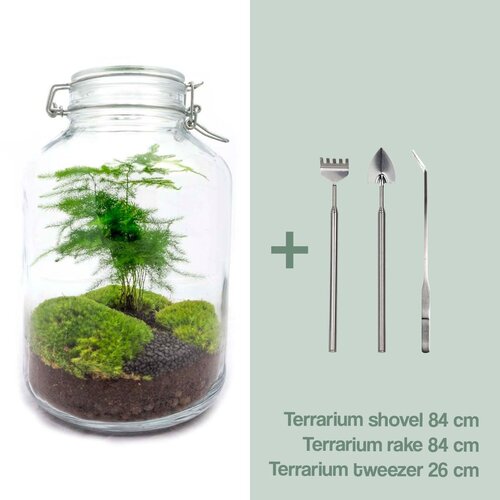 Trendhero DIY Terrarium Kit - Asperges - Flessentuin
