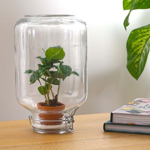 Trendhero Terrarium DIY Kit - Ficus Ginseng Bonsai