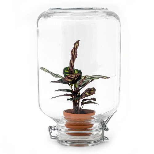 Trendhero Terrarium DIY Kit - Ficus Ginseng Bonsai