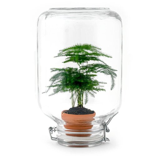 Trendhero Terrarium DIY Kit - Ficus Ginseng Bonsai